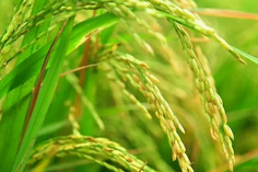 糧食重金屬檢測儀多少錢一臺？